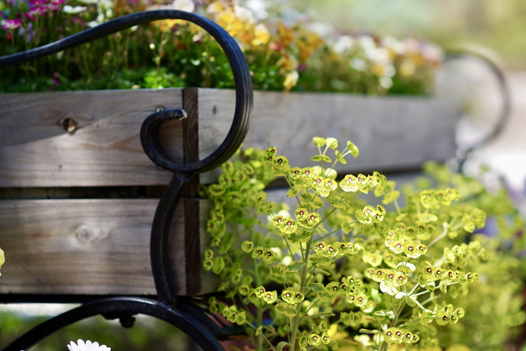 bench  flower
