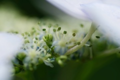 紫陽花