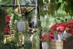 natural  garden