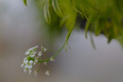 尻尾な花