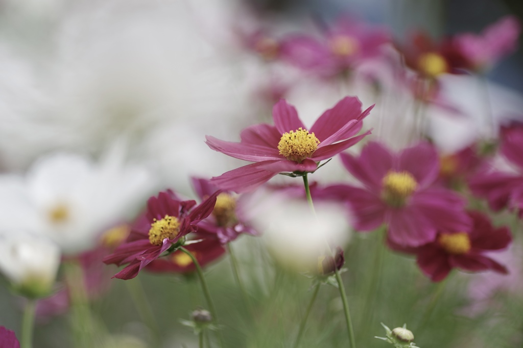 雲上秋桜