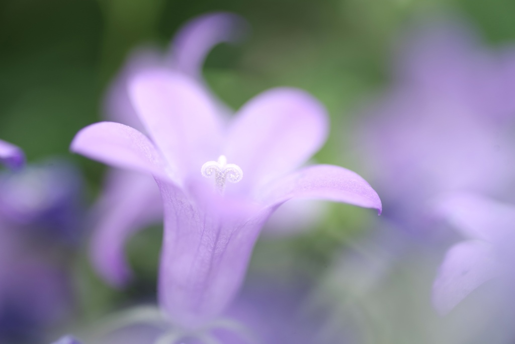紫色な花