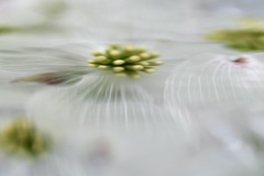 water flower
