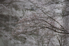 寒日な桜