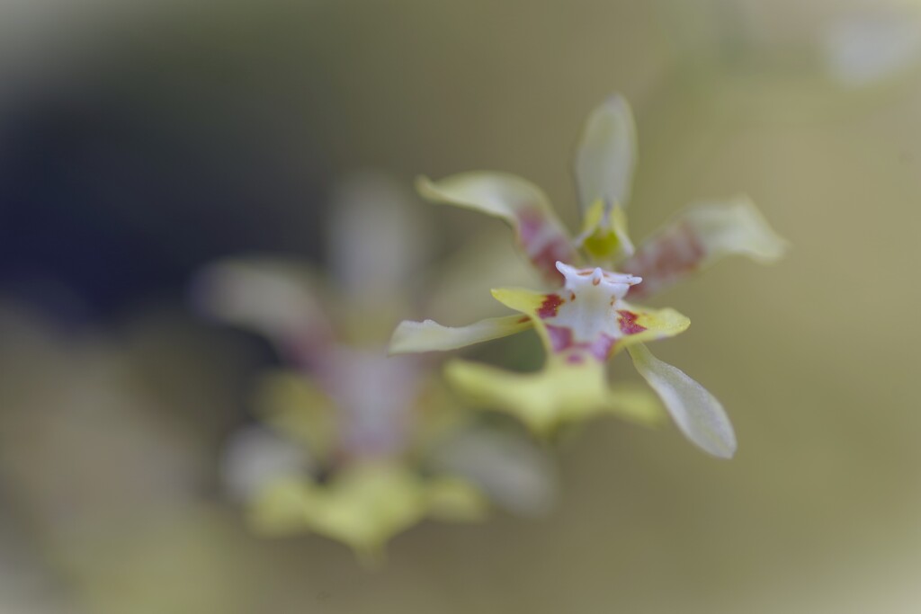 浮な花