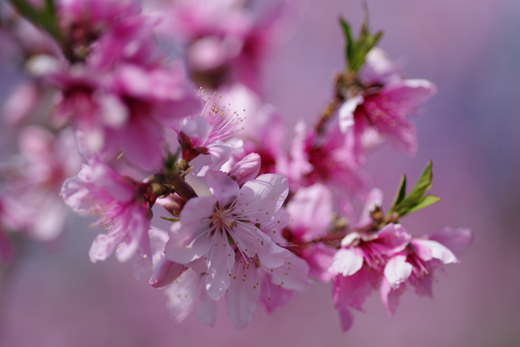 桃の花は桃色