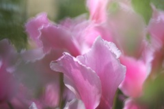 flower-3
