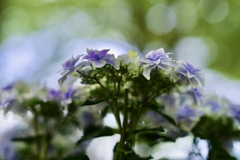 森の紫陽花