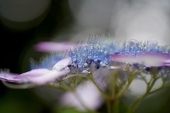 紫陽花な気分