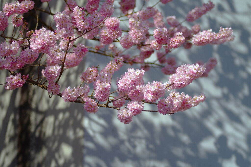 桜な影