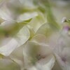 森の紫陽花