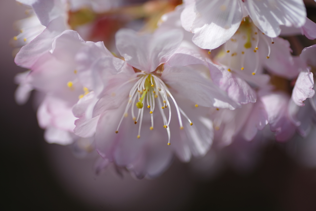 ひたむき桜