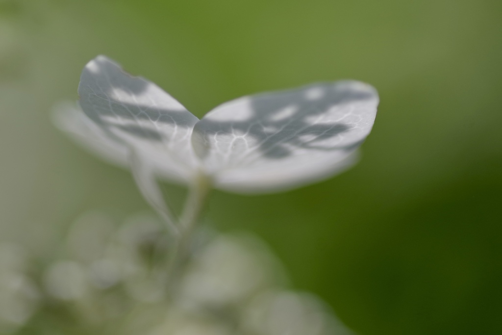 シャドーな紫陽花