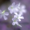 flower-4