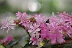八角ボケと紫陽花