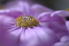 薄紫な花