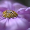 薄紫な花