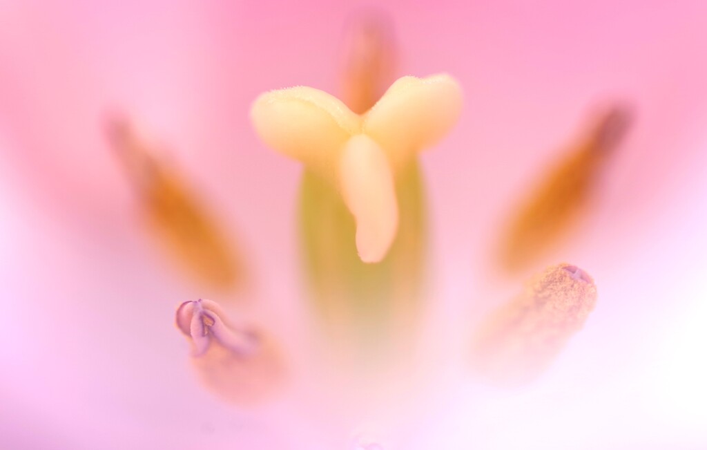 菱な蕊