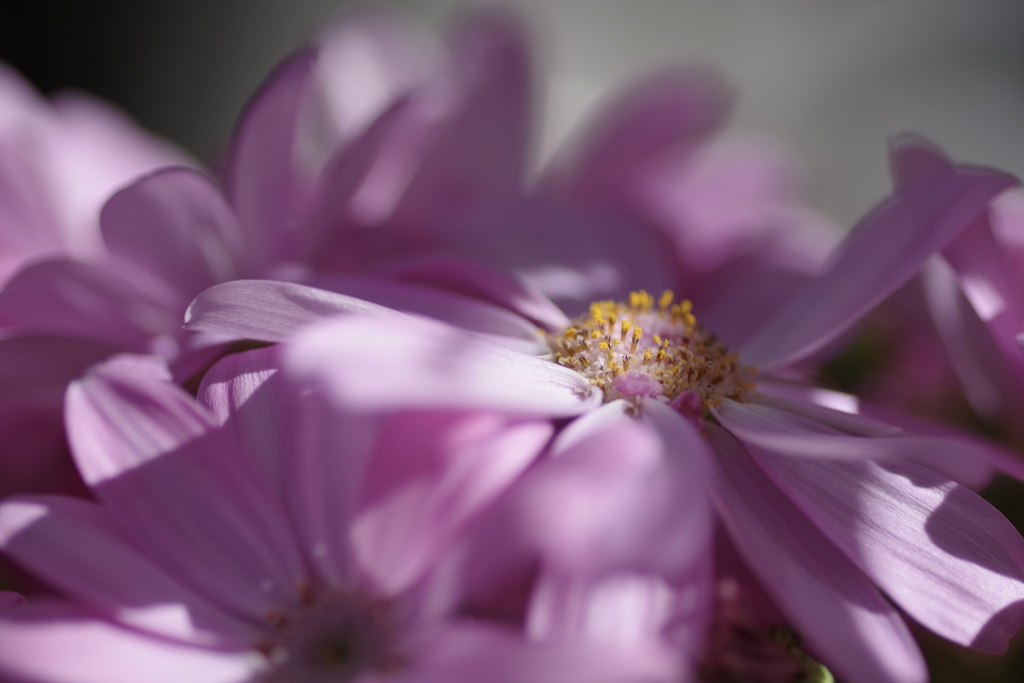 光と影と蕊と花弁