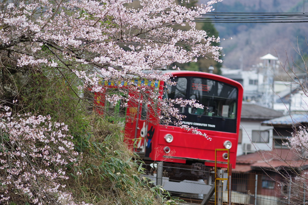 桜と赤