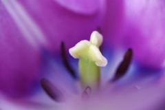 macro-2