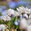 公園の花