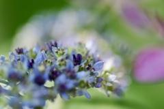 紫陽花