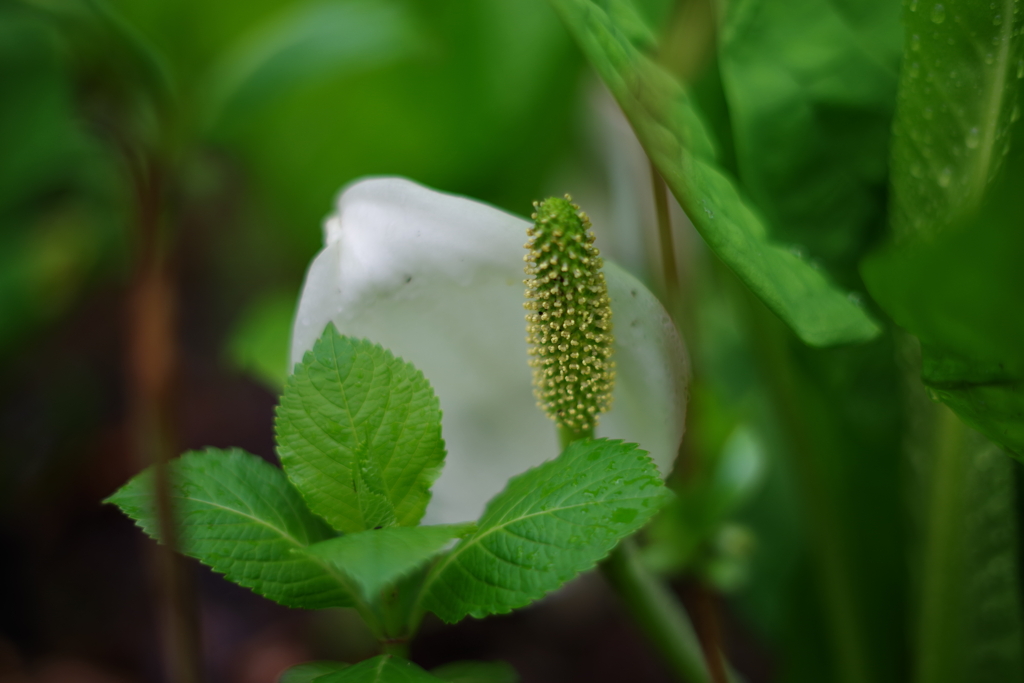 水芭蕉な森