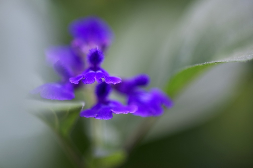 Green な Purple