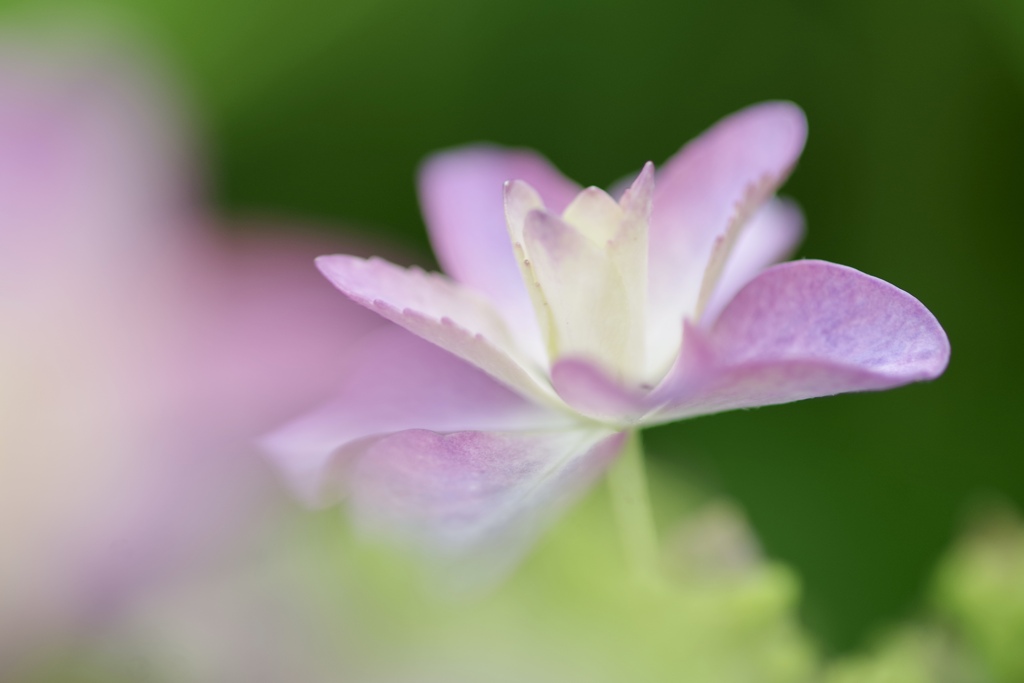 紫陽花