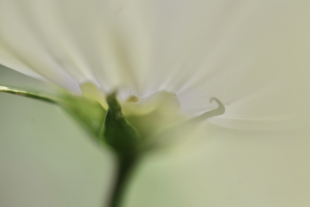 霞秋桜