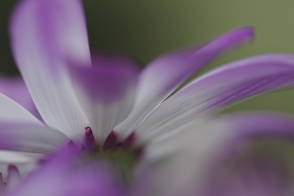 温室な花弁