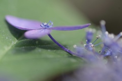 プロペラな紫陽花