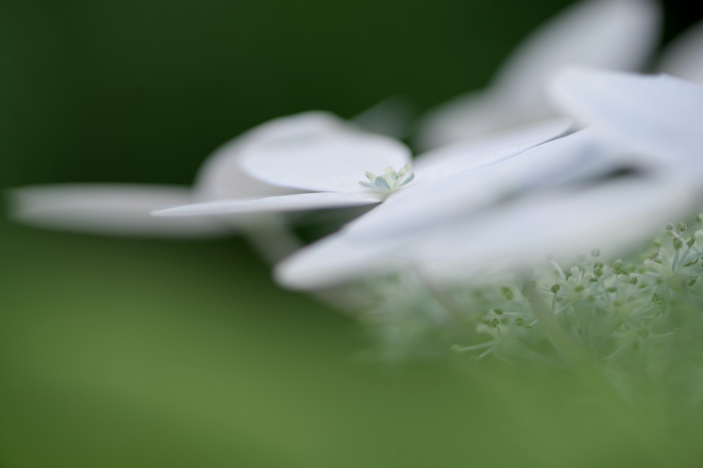 紫陽花な季節