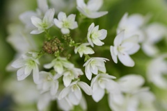 柏な紫陽花