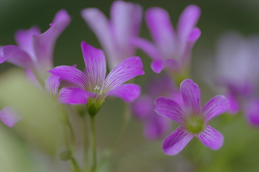 花壇の花