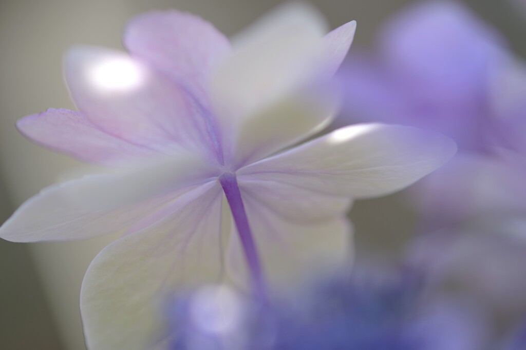 初夏な紫陽花