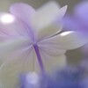 初夏な紫陽花