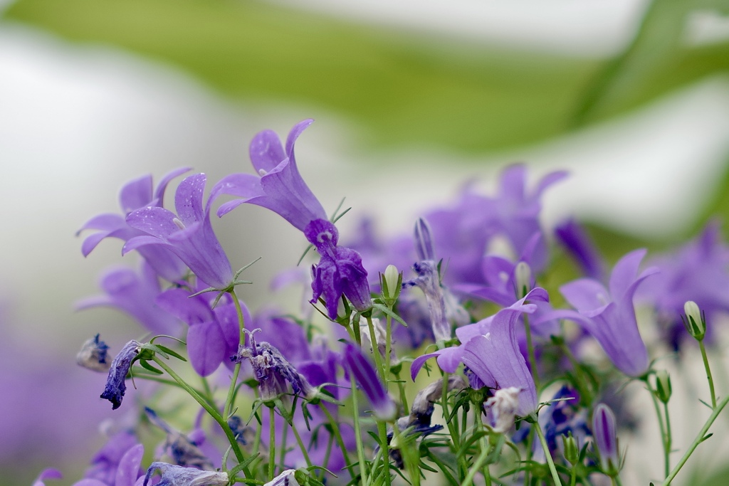 紫色な花