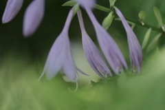 釣鐘な花