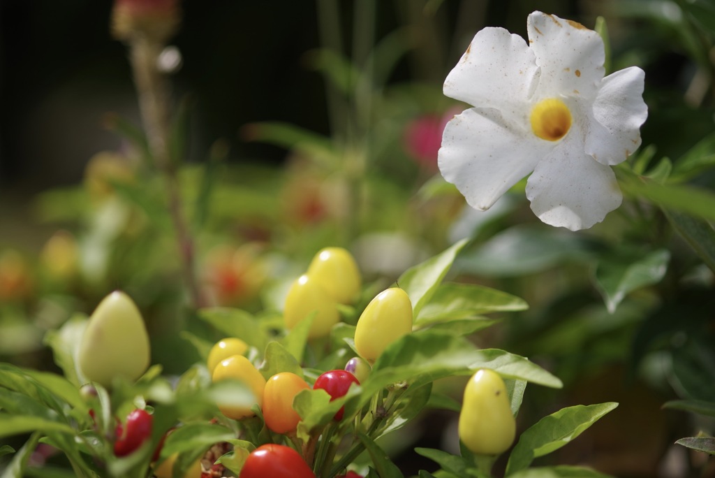 flower-1