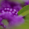 紫な実