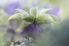 紫陽花