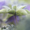 紫陽花