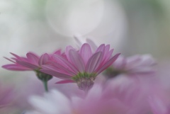 庭の花
