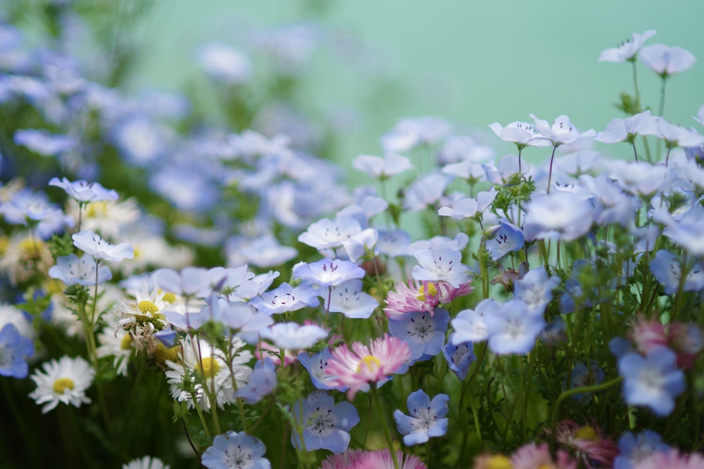 水辺脇な花壇