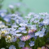 水辺脇な花壇