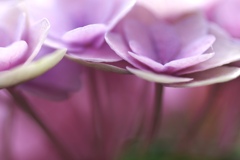 紫陽花