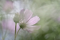 秋桜な季節