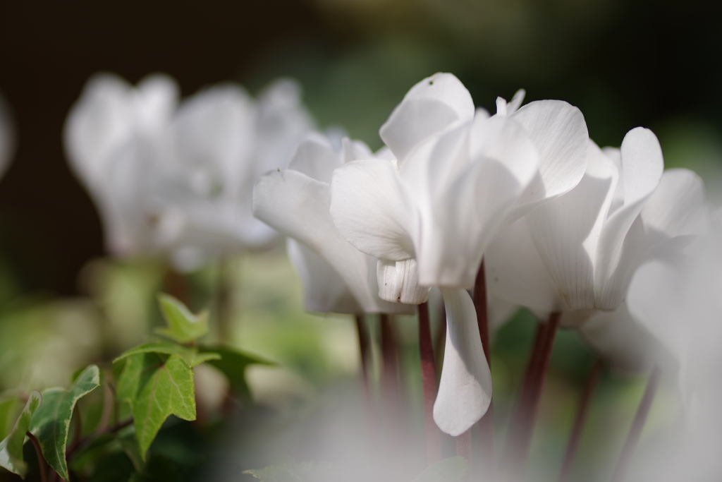 白な花